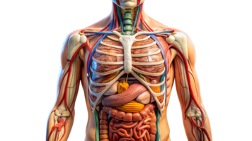 model showing internal organs isolate on transparency background png