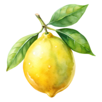 Watercolor hand drawn lemon isolate on transparency background png