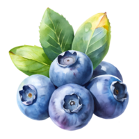 Watercolor hand drawn blueberrys with leaves stems isolate on transparency background png