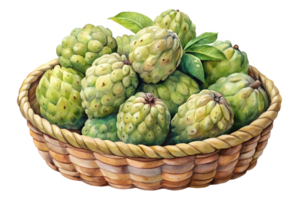 Watercolor hand drawn Lots of Custard apple in a basket png