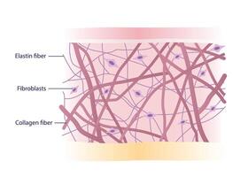 Cross section of skin layer with intact collagen, elastin fibers and fibroblasts in the dermis illustration on white background. Synthesis of collagen and elastin are produced by fibroblasts. vector