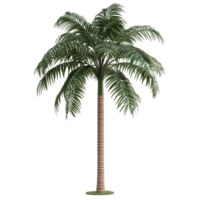Detailed palm tree with 3d textured trunk and leaves on a transparent background png