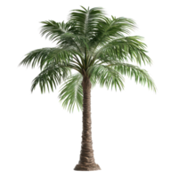 Palm tree with 3d detailed leaves and textured trunk isolated on transparent background png