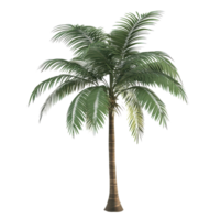 3d style palm tree featuring detailed leaves and trunk on a transparent background png