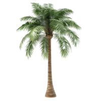 Palm tree with realistic leaves and textured trunk in 3d style transparent background png