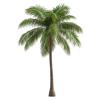 Palm tree with textured trunk and realistic leaves in 3d style transparent background png