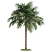 3d style palm tree with intricate leaves and trunk on a transparent background png
