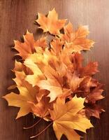 Concept background of Pile Lots of maple leaves photo