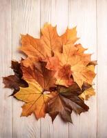 Concept background of Pile Lots of maple leaves photo