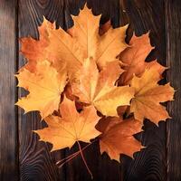 Concept background of Pile Lots of maple leaves photo