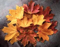 Concept background of Pile Lots of maple leaves photo