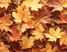 Concept background of Pile Lots of maple leaves photo