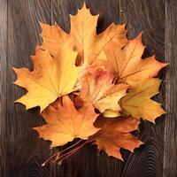 Concept background of Pile Lots of maple leaves photo
