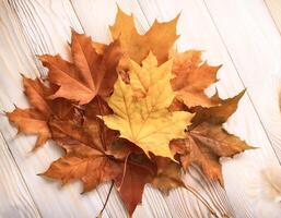Concept background of Pile Lots of maple leaves photo