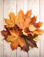 Concept background of Pile Lots of maple leaves photo