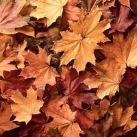 Concept background of Pile Lots of maple leaves photo