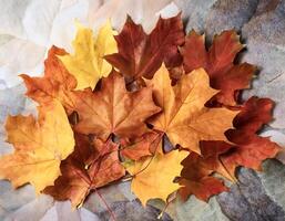 Concept background of Pile Lots of maple leaves photo