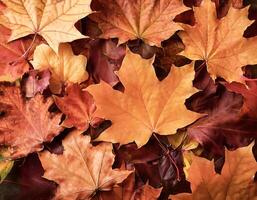 Concept background of Pile Lots of maple leaves photo