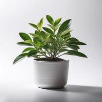 Small plant in a simple pot on a Minimalist background photo