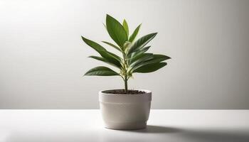 Small plant in a simple pot on a Minimalist background photo