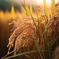 Rice in the field on an earthy brown background, emphasizing the natural and organic elements photo
