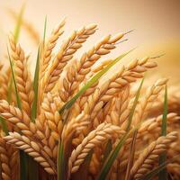 Rice in the field on an earthy brown background, emphasizing the natural and organic elements photo