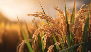 Rice in the field on an earthy brown background, emphasizing the natural and organic elements photo
