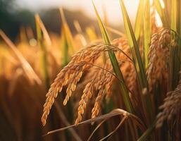 Rice in the field on an earthy brown background, emphasizing the natural and organic elements photo