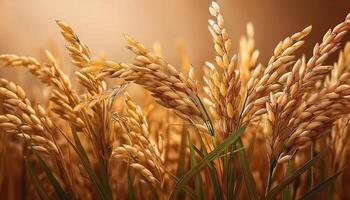 Rice in the field on an earthy brown background, emphasizing the natural and organic elements photo