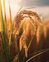 Rice in the field on an earthy brown background, emphasizing the natural and organic elements photo