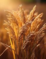 Rice in the field on an earthy brown background, emphasizing the natural and organic elements photo