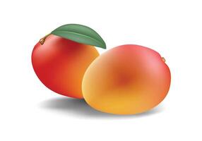 Mango fruit illustration, isolated on white background for design elements. vector