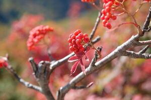 Kurobedaira Station, Tateyama, Toyama, Chubu, Japan, Bright red clusters of berries on a branch, surrounded by blurred greenery photo