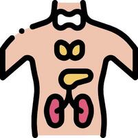 The human body with the kidneys and liver vector