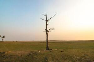 a lone tree in a field with a sunset in the background photo