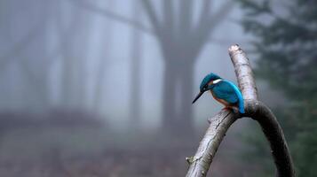 A kingfisher bird is sitting on a tree branch and looking down with a winter foggy background photo
