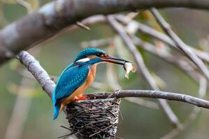 Closeup view of a kingfisher bird grabs a fish and sitting near to nest on a tree branch photo