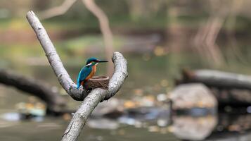 A kingfisher bird is sitting on a tree branch along with nest photo