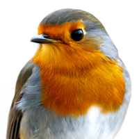 Close-Up of Robin Bird Head and Shoulders Isolated on Transparent Background png