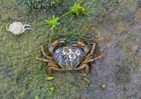 Beach Crab or Green Crab resp.Carcinus maenas while low Tide in Wattenmeer National Park, North Sea,North Frisia,Germany photo