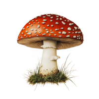 Red Mushroom with White Dots and Grass Base Isolated on Transparent Background png