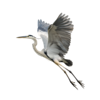 Flying Heron Bird Cutout Isolated on Transparent Background png