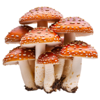 rojo mosca agárico seta racimo aislado en transparente antecedentes png