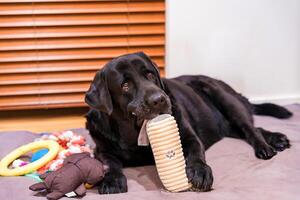Old black Labrador lying on a soft bed playing with plush toys photo