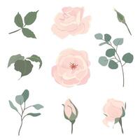 Light pink roses and eucalyptus branches set. Beautiful flowers of different shapes, buds and blossoms isolated on background. floral illustrations in cardboard flat style. vector
