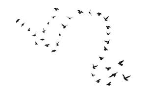 Flying birds in silhouette, flock, flight in different positions. Hover, soaring, landing, flying, flutter vector