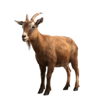Brown goat Isolated on transparent background png