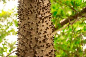 Close-up texture of a thorny tree photo