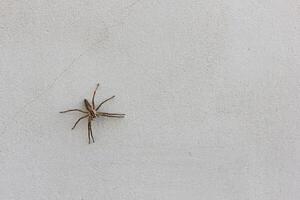 Grey wall with spider background. Concrete texture. photo
