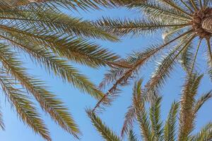 Palm trees on the background of a blue sunny sky photo